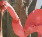 SB Still Melting Flamingo